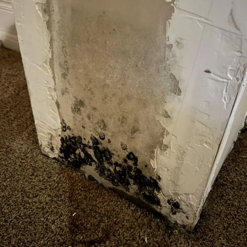 Professional Mold Removal in Runnels County, TX